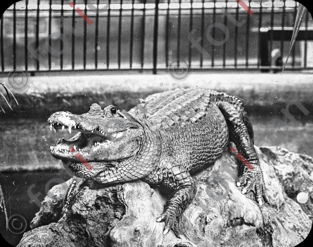 Krokodil | Crocodile - Foto foticon-simon-167-078-sw.jpg | foticon.de - Bilddatenbank für Motive aus Geschichte und Kultur